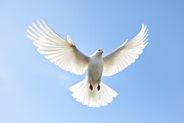 Obraz premium a white peace dove flying against a clear sky