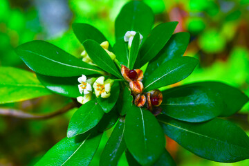 Pittosporum tobira, white-yellow flowers on a background of green leaves