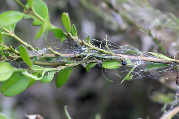 Boxwood shrub infested and destroyed by caterpillars of Box Tree Moth (Cydalima perspectalis).