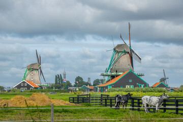 Zaanse Schans with Windmills and Cows on a Cloudy Day