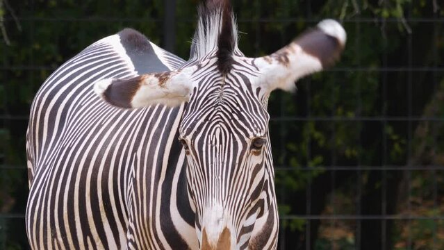 A zebra head moving his ears around