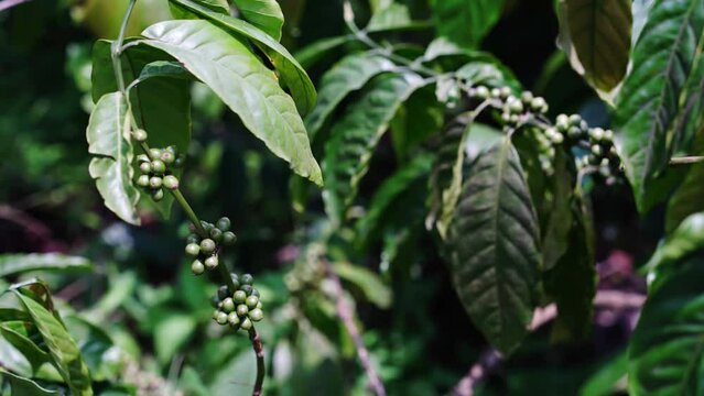 coffee tree leaves 