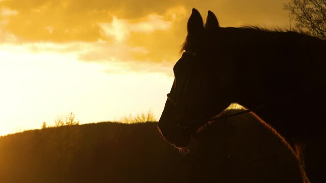 SILHOUETTE, CLOSE UP, LENS FLARE: Beautiful outline of horse head in golden light exhaling warm breath in cold air. Chilly autumn morning in countryside with first golden sunbeams peeking over hill.