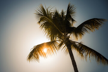 Fototapeta na wymiar Palm tree silhouette with glowing Sun behind, tropical sunset