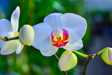 Blooming Phalaenopsis orchid in the collection of the botanical garden