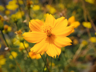 Macro photography of yellow cosmos flower, close up photo of a yellow cosmos flower with stems