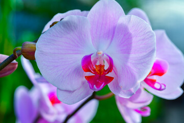 Fototapeta na wymiar Blooming Phalaenopsis orchid in the collection of the botanical garden