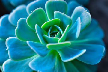 Close-up, succulent leaves of a succulent plant (Echeveria sp.) in a botanical garden collection