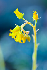 Close-up of a flower, succulent leaves of a succulent plant (Echeveria sp.)