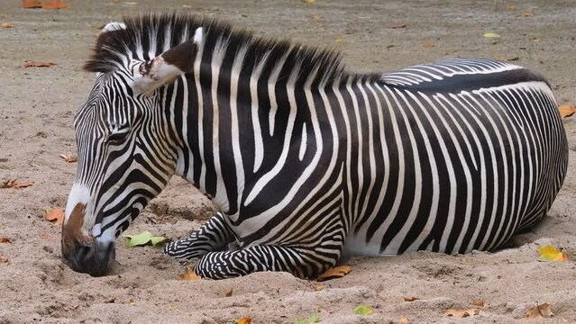 A zebra is relaxing in sand
