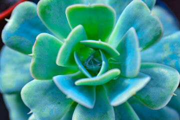 Close-up, succulent leaves of a succulent plant (Echeveria sp.) in a botanical garden collection