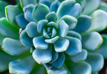 Close-up, succulent leaves of a succulent plant (Echeveria sp.) in a botanical garden collection - obrazy, fototapety, plakaty