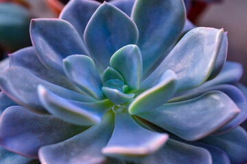 Close-up, succulent leaves of a succulent plant (Echeveria sp.) in a botanical garden collection