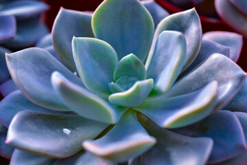 Close-up, succulent leaves of a succulent plant (Echeveria sp.) in a botanical garden collection
