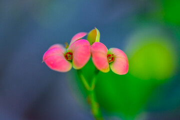 Euphorbia milii (also known as the crown of thorns, Christ plant), A flowering plant