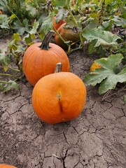 Seasonal pumpkins in a patch