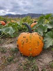 Seasonal pumpkins in a patch