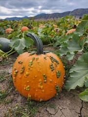 Seasonal pumpkins in a patch