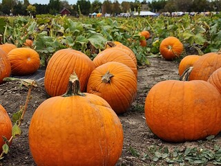 Seasonal pumpkins in a patch