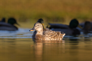 mallard duck swimming on the surface of a pond in the morning light