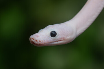 close up of baby leucistic reticulated python, malayopython reticulatus, natural bokeh background