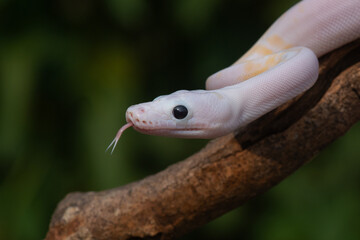 a baby leucistic reticulated python, malayopython reticulatus, on a branch, natural bokeh background