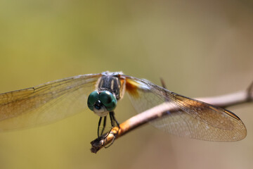 close up of dragonfly