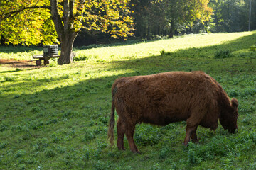 Fototapeta premium Bodensee Germany, Lake Constance
