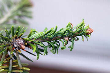 Young fir trees damaged by Dreyfusia piceae balsam woolly aphids. - obrazy, fototapety, plakaty