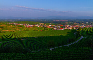 Weinberge Reben