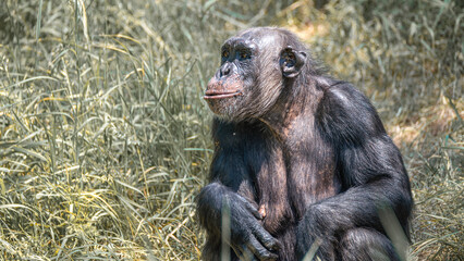Portrait of an old mother chimpanzee in tall grass, closeup, details. Concept biodiversity, animal care, maternity and wildlife conservation.