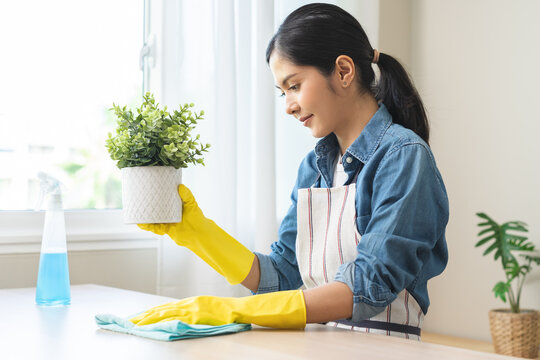 Cleaning hygiene asian young woman wearing protection rubber yellow gloves while clean up holding flower pot take out from table, using blue rag wiping with spray remove dust, housekeeping in room.