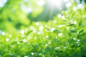 Fototapeta na wymiar Fresh greenery, blurred background