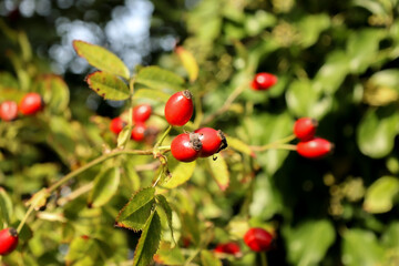 red berries of a currant