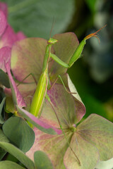 Closeup of a praying mantis on a colorful hydrangea bush in late summer
