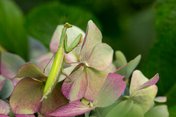 Naklejka na ściany i meble Closeup of a praying mantis on a colorful hydrangea bush in late summer 