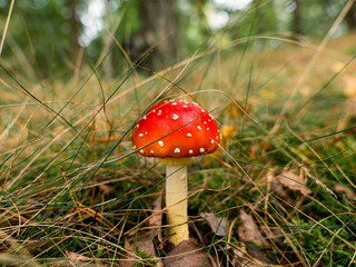 fly agaric mushroom