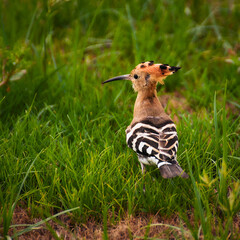 Hoopoe
