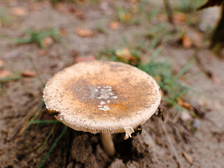 mushroom on the ground