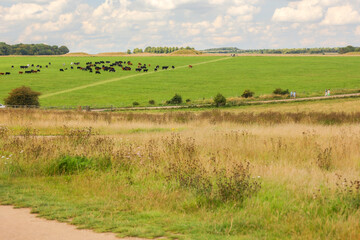 Fototapeta na wymiar A herd of cows in a field in the Stonehenge area
