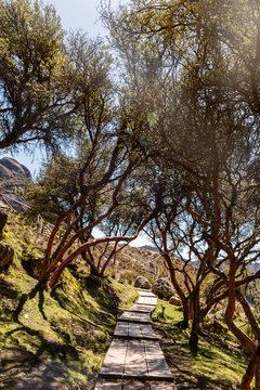 BOSQUE DE POLYLEPIS EN EL PARQUE NACIONAL EL CAJAS
