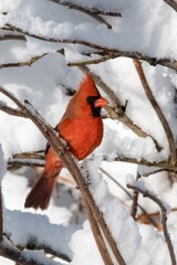 cardinal in the snow