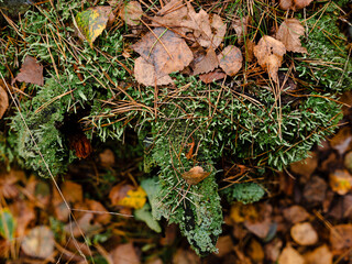 moss on the ground
