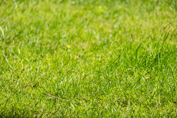 A closeup of Taraxacum platycarpum, also called the Korean dandelion