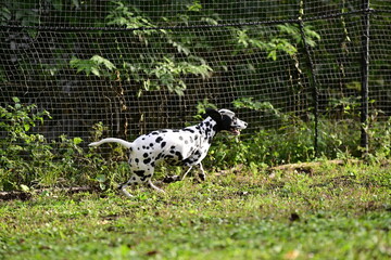 Dalmatian