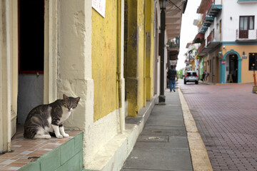 Domestic cat in caribean or Hispanic  central or south american city street with different colors