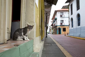 Schilderijen op glas Domestic cat in caribean or Hispanic  central or south american city street with different colors © Pedro Bigeriego