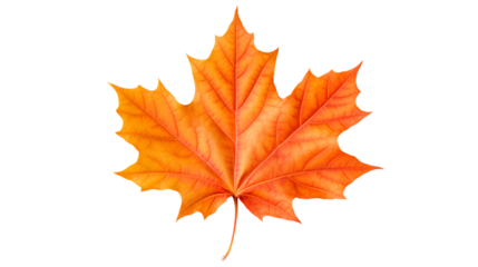 orange maple tree leaf. Isolated on Transparent background.