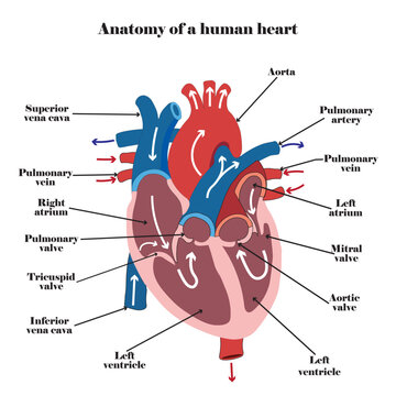 Anatomy of a human heart. Vector illustration.