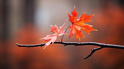 Autumn maple leaf on a tree branch with bokeh background